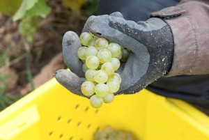 Vidal grapes are prepped for pressing. Photo by Pete Paterson.