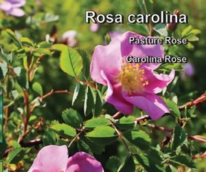 Carolina Rose