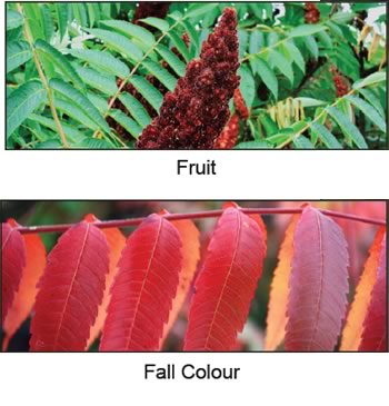 Staghorn Sumac Fruit and Fall Colour