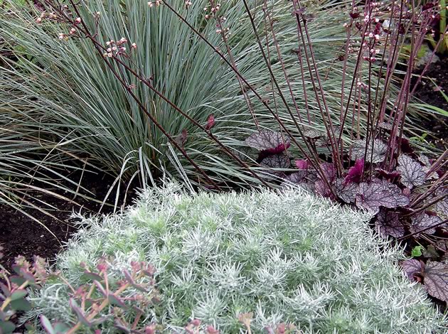 Little Bluestem Grass , Coral Bells  and Wormwood