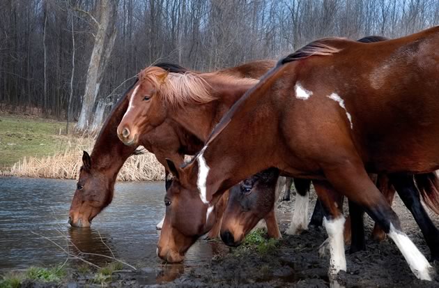 The ranch’s horses are calm, gentle and alert. Photo by Rosemary Hasner / Black Dog Creative Arts.