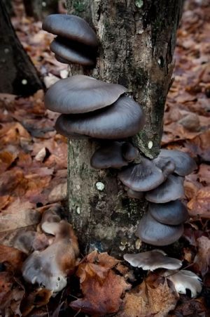 Howie Phelan grows shiitake mushrooms in the forest on his Mono farm. Photo by Rosemary Hasner / Black Dog Creative Arts.