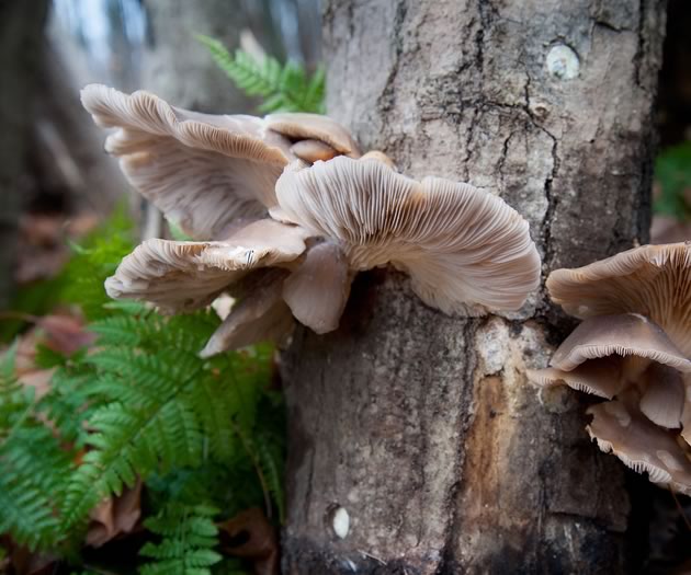 Not in a hurry? Growing your own mushrooms might be for you. Photo by Rosemary Hasner / Black Dog Creative Arts.