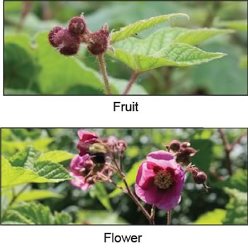 Flowering Raspberry Fruit