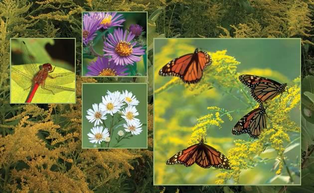 Meadow ecosystems support an abundance of life, including meadowhawk dragonflies, New England asters, calico asters, monarch butterflies, goldenrod and milkweed. Meadows by Rosemary Hasner; Insets by Don Scallen.