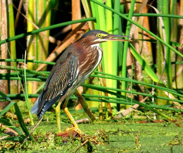 Green heron