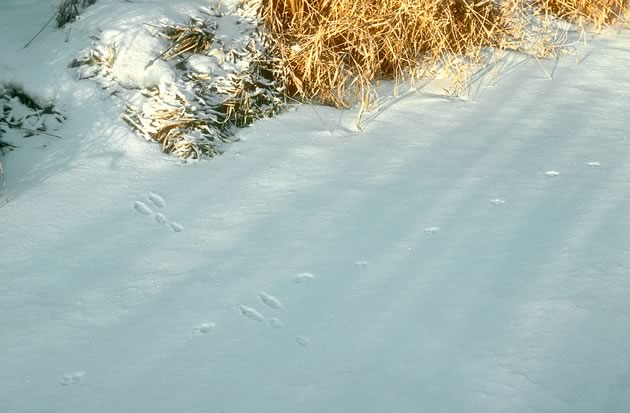 Lucky for the rabbit, only its tracks crossed paths with the fox. Photo by Robert McCaw.