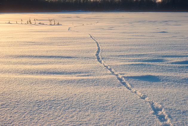 A red fox made its solitary way across a frozen landscape. Photo by Robert McCaw.