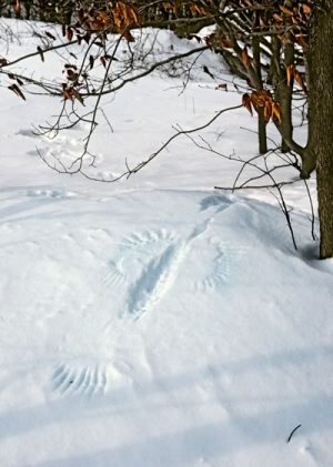 A ruffed grouse made its own snow angel. Photo by Robert McCaw.