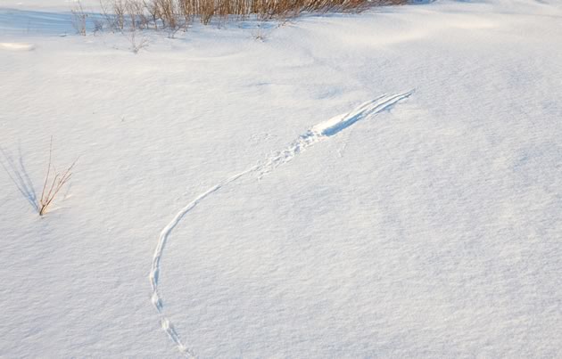 A vole’s tracks ended suddenly when it made a meal for a hawk or an owl. Photo by Robert McCaw.