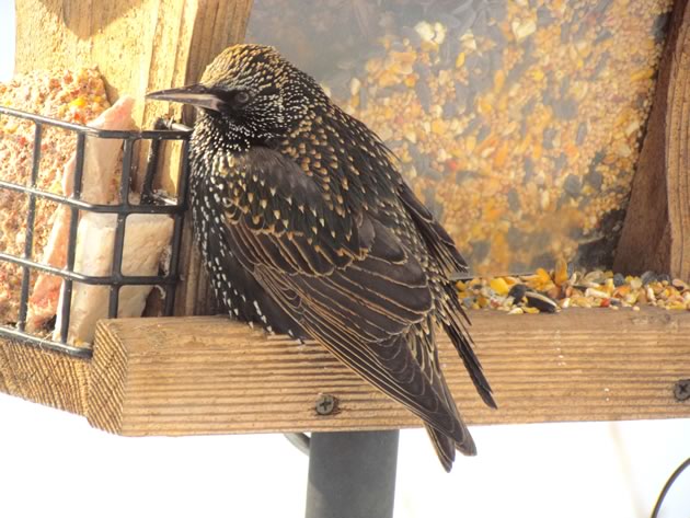 Starling at a feeder