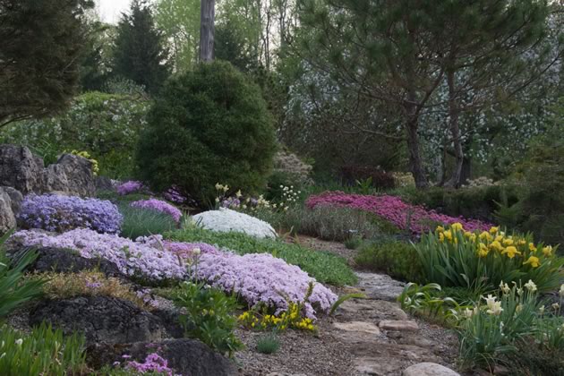 Painterly dabs of colour announce spring in one of the rock gardens. Photo by Liz Knowles.