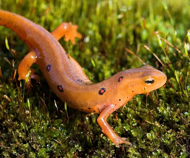 Eastern red-spotted newt, juvenile or eft phase. Photo by Robert Mccaw.