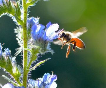 On our summer 2017 cover, honeybee on viper’s bugloss. Photo by Debbie Gray.