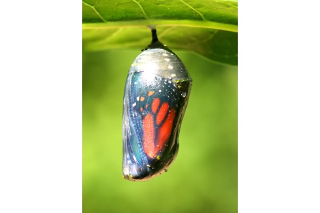 monarch chrysalis just prior to emergence