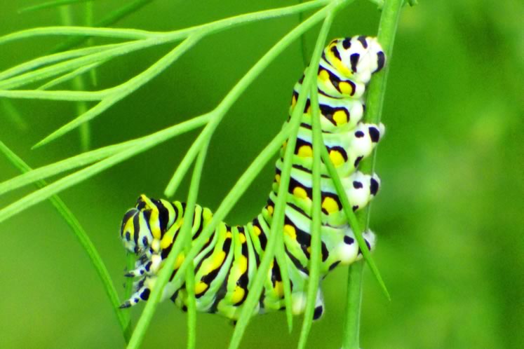 black swallowtail caterpillar on dill