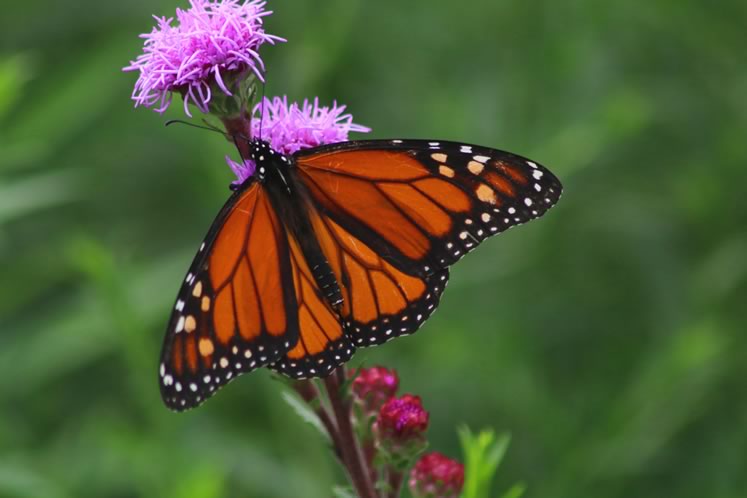 monarch butterfly on liatris ligulistylis