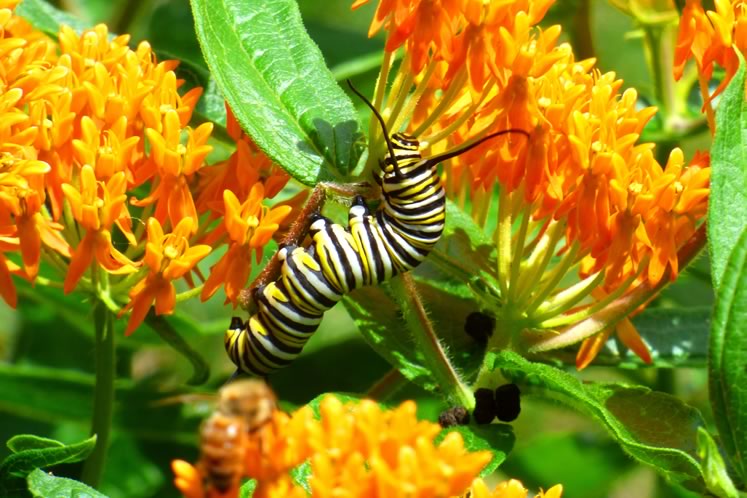 monarch caterpillar on butterfly milkweed