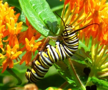 Monarch caterpillar on butterfly milkweed.