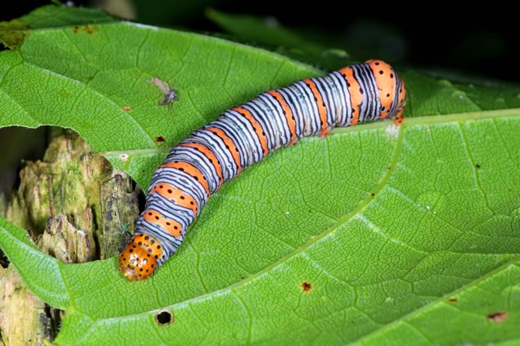 beautiful wood nymph caterpillar