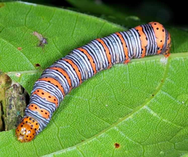 Beautiful wood nymph caterpillar.
