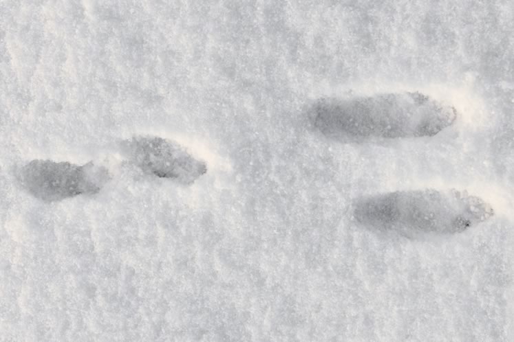 Find the distinctive tracks of a cottontail rabbit.
