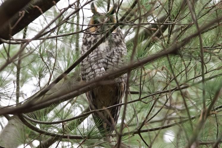long-eared owl in white pine, credit Ian Jarvie
