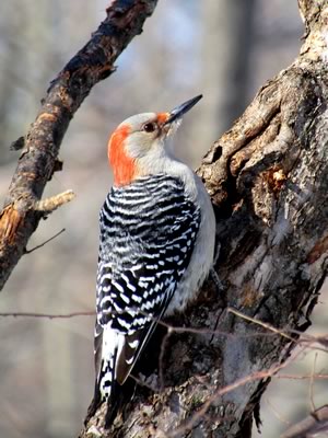 Red-bellied woodpecker, March 20. Photo by Don Scallen.