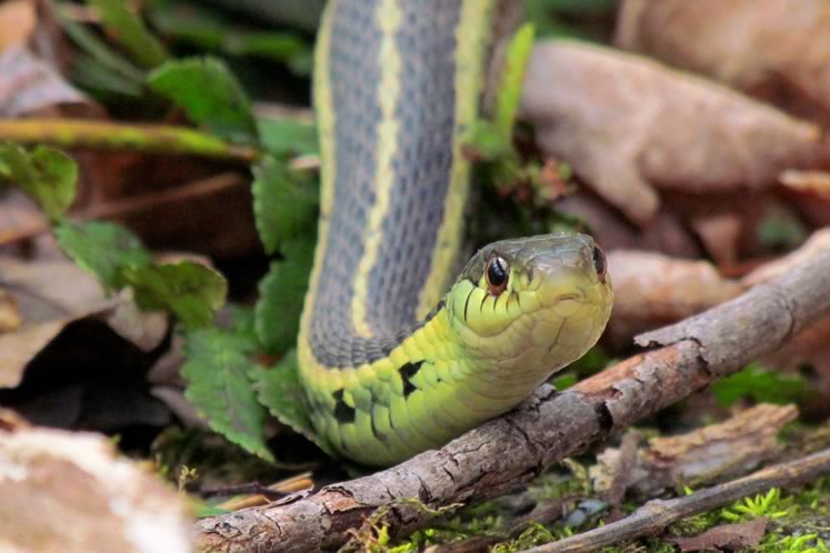 Garter snake, April 18. Photo by Don Scallen.