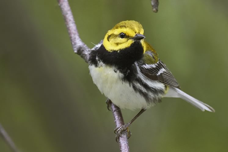 Black-throated green warbler, May 2. Photo by Robert McCaw.