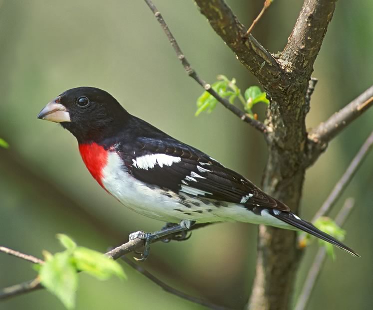 Rose-breasted grosbeak, May 16. Photo by Robert McCaw.