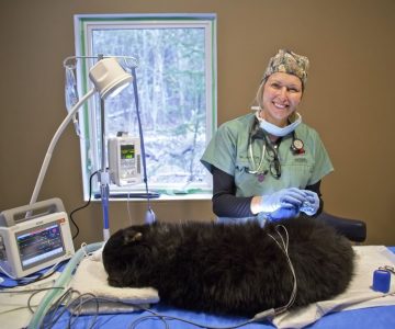 Sherri Cox prepares to perform surgery on a bear cub suffering from severe frostbite. Photo by Pete Paterson.