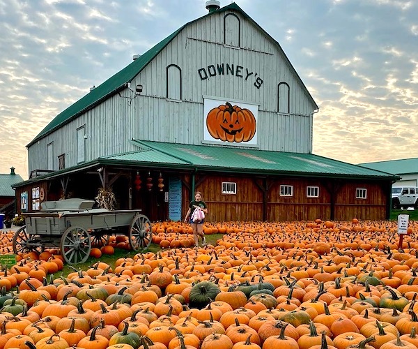 Downey's Farm pumpkin