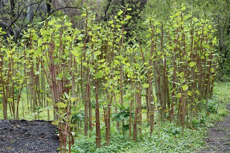 Japanese knotweed grows from nothing to several feet tall in a matter of a few spring weeks. Photo by Anneli Salo | Wikimedia Commons.