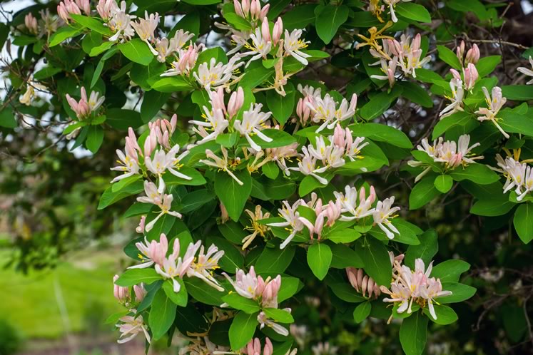 Honeysuckle species. Photo by F. D. Richards | CC by - SA 2.0.