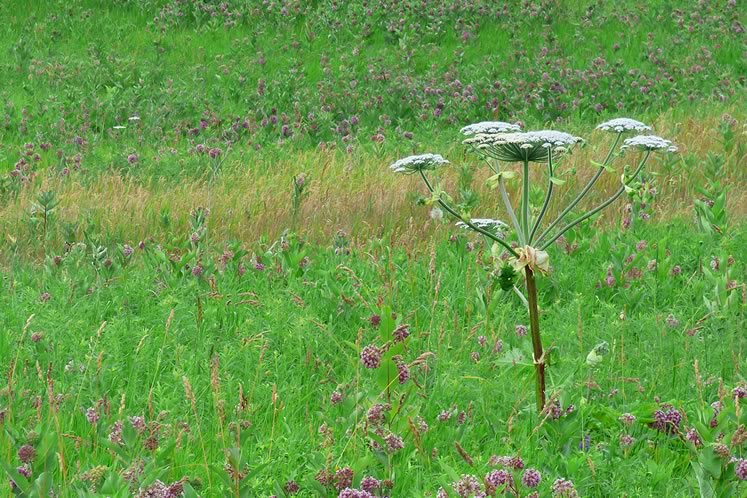 Giant hogweed is infamous for sap that reacts with sunlight to burn and blister the skin. Photo by Don Scallen.