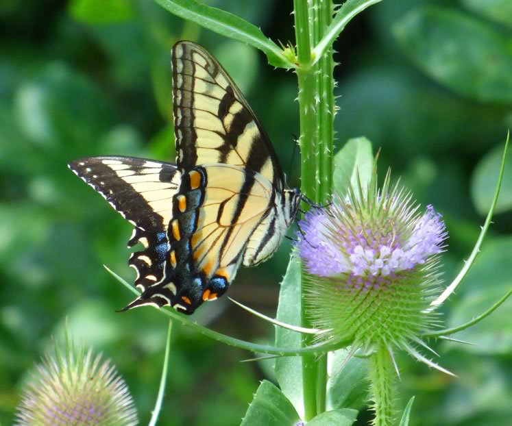 Tiger swallowtail. Photo by Don Scallen.