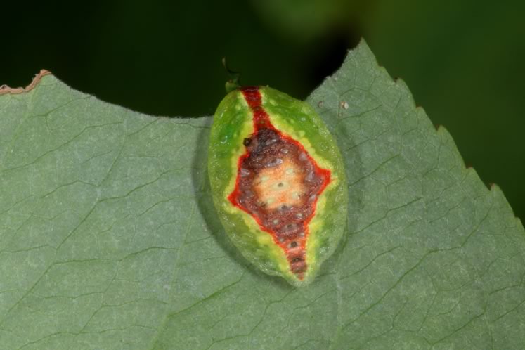 Button slug moth caterpillar