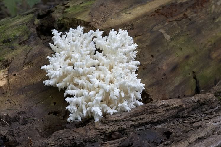 fungi_CombTooth_Hericium-coralloides_9765