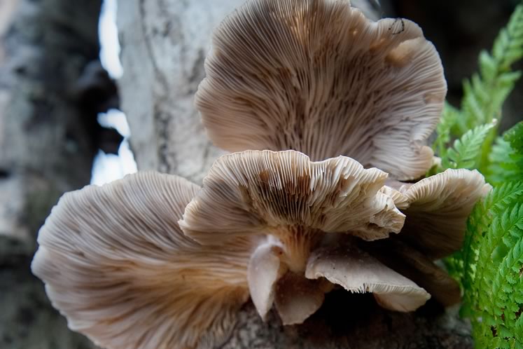 fungi_Oyster_Howie4