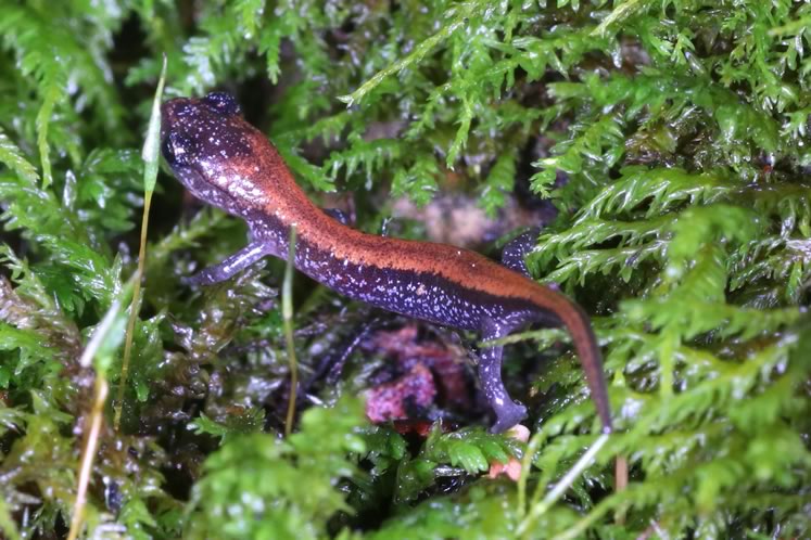 red-backed salamander juvenile