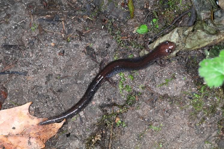 red-backed salamander leadbacked form