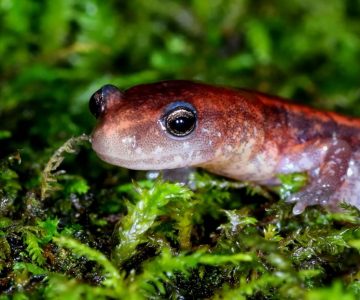 red-backed salamander
