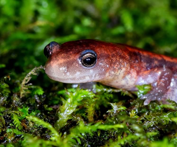red-backed salamander