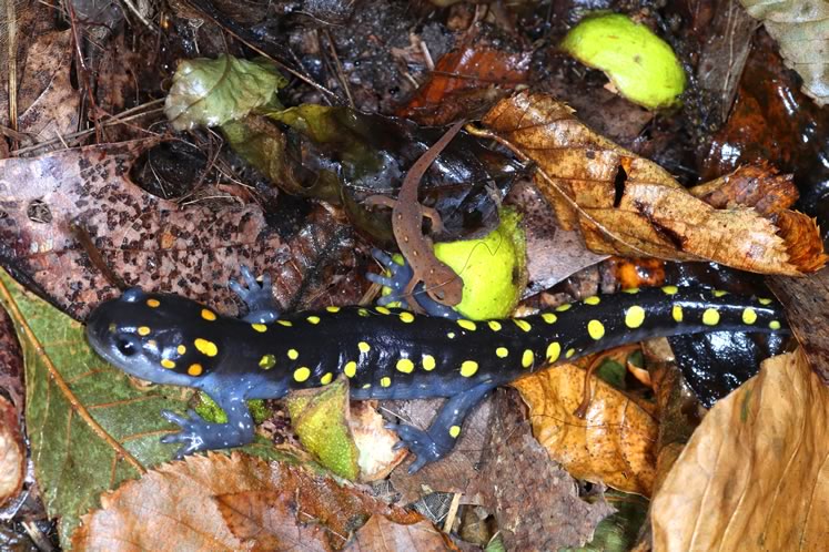 spotted salamander and red eft