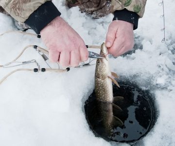 Josh Sylvestre removes the hook from a northern pike before releasing it back into the chilly waters. Photo by Rosemary Hasner / Black Dog Creative Arts.