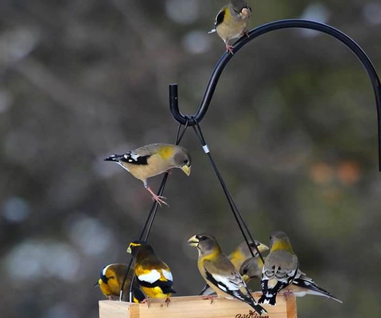 Evening grosbeaks feeding on sunflower seeds northeast of Shelburne
