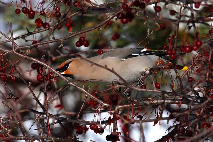 bohemian waxwing feeding on crab apples