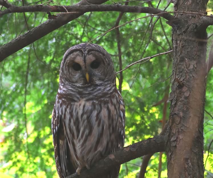 Barred owl streamside in a hemlock. Photo by Don Scallen.