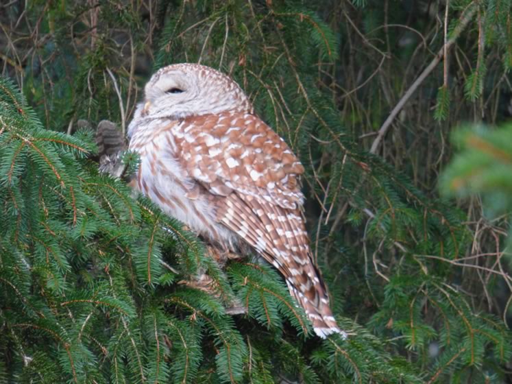 Barred owl with a ruffed grouse (just barely visible). Photo by Don Scallen.